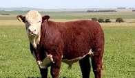Hereford - beef